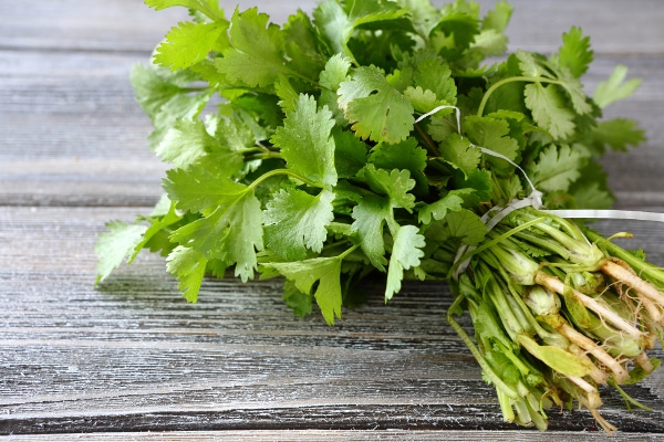 A bunch of fresh cilantro on top of a grey plank wooden board.